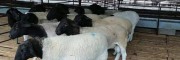 济宁梁山县小尾寒羊繁育基地黑头杜泊羊种羊价格大母羊多少钱一只
