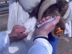 防治羊病常用的七种给药方法图解